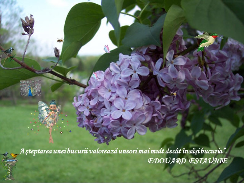 Aşteptarea unei bucurii valorează uneori mai mult decât însăşi bucuria”.    